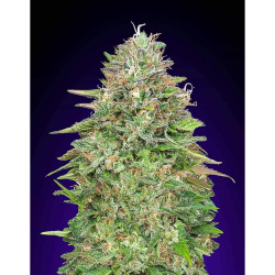 Semillas Blueberry feminizadas de 00 Seeds