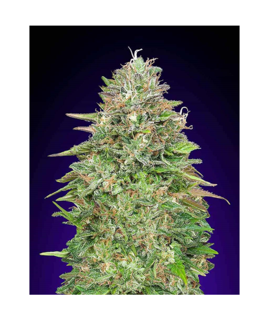 Semillas Blueberry feminizadas de 00 Seeds