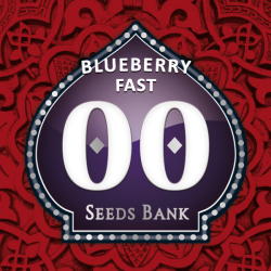 Semillas Blueberry Fast feminizadas de 00 Seeds