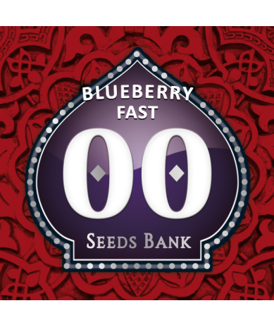 Semillas Blueberry Fast feminizadas de 00 Seeds