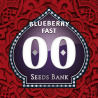 Semillas Blueberry Fast feminizadas de 00 Seeds
