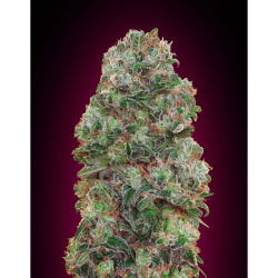 Semillas Bubble Gum feminizadas de 00 Seeds