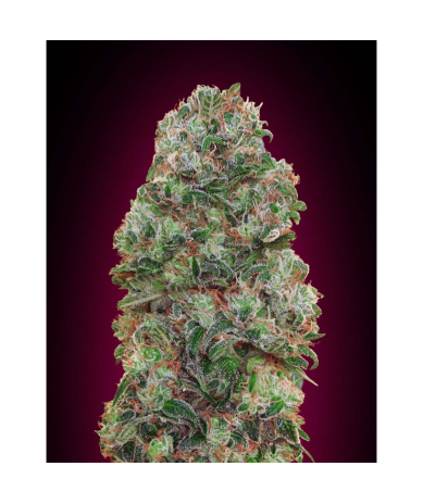 Semillas Bubble Gum feminizadas de 00 Seeds