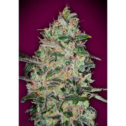 Semillas Bubble Gum Fast feminizadas de 00 Seeds