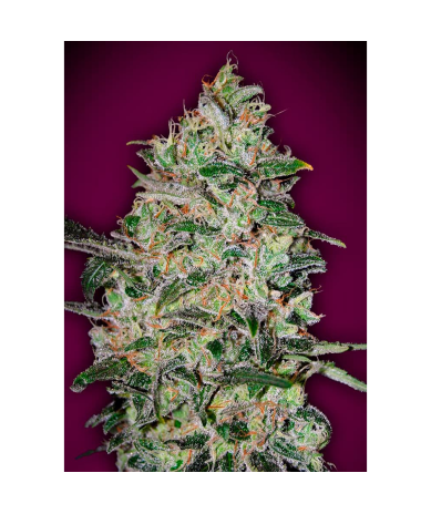 Semillas Bubble Gum Fast feminizadas de 00 Seeds
