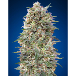 Semillas California Kush 3 feminizadas de 00 Seeds