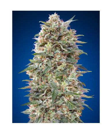 Semillas California Kush 3 feminizadas de 00 Seeds