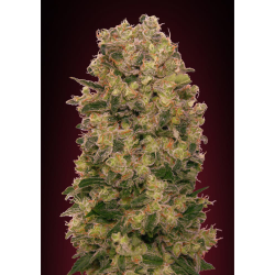 Semillas Caramel Kush feminizadas de 00 Seeds