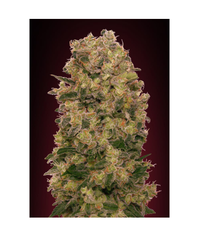 Semillas Caramel Kush feminizadas de 00 Seeds