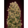 Semillas Caramel Kush feminizadas de 00 Seeds