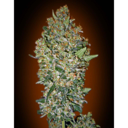 Semillas Cheese Berry feminizadas de 00 Seeds