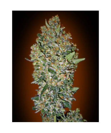 Semillas Cheese Berry feminizadas de 00 Seeds