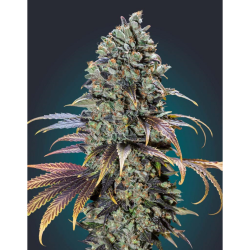 Semillas Chocolate Cream feminizadas de 00 Seeds