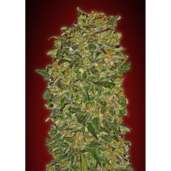 Semillas Chocolate Kush Fasts feminizadas de 00 Seeds