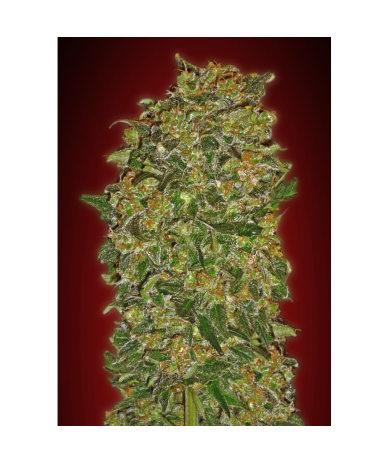 Semillas Chocolate Kush Fasts feminizadas de 00 Seeds