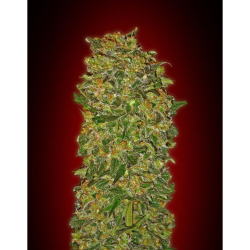 Semillas Chocolate Kush feminizadas de 00 Seeds