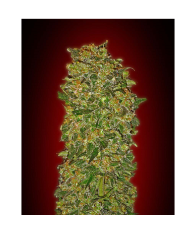 Semillas Chocolate Kush feminizadas de 00 Seeds
