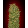 Semillas Chocolate Kush feminizadas de 00 Seeds