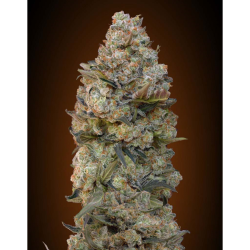 Semillas Chocolate Skunk feminizadas de 00 Seeds