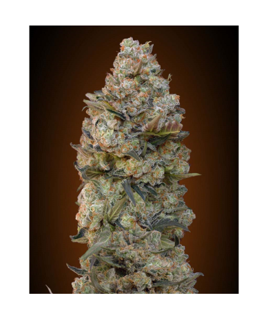 Semillas Chocolate Skunk feminizadas de 00 Seeds