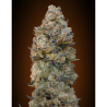 Semillas Chocolate Skunk feminizadas de 00 Seeds