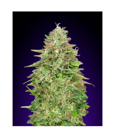 Semillas Critical Poison Fast feminizadas de 00 Seeds