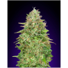 Semillas Critical Poison Fast feminizadas de 00 Seeds