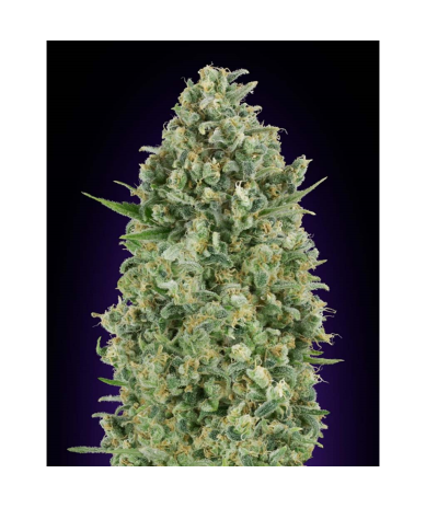 Semillas Critical Poison feminizadas de 00 Seeds