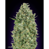 Semillas Critical Poison feminizadas de 00 Seeds