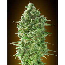 Semillas Do-Si-Dos Cookies feminizadas de 00 Seeds