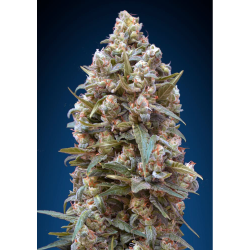 Semillas Female Collection Nº5 feminizadas de 00 Seeds