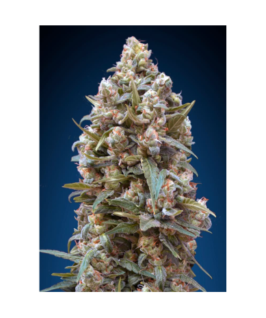 Semillas Female Collection Nº5 feminizadas de 00 Seeds