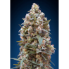 Semillas Female Collection Nº5 feminizadas de 00 Seeds