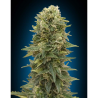 Semillas Female Mix feminizadas de 00 Seeds