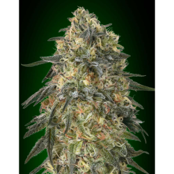 Semillas Gorilla Fast feminizadas de 00 Seeds