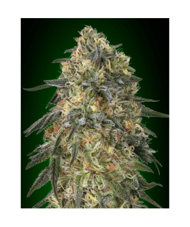 Semillas Gorilla Fast feminizadas de 00 Seeds
