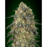 Semillas Gorilla Fast feminizadas de 00 Seeds