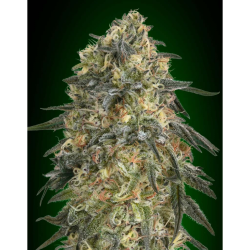 Semillas Gorilla feminizadas de 00 Seeds