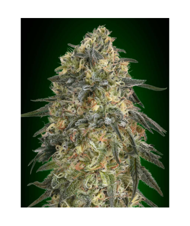 Semillas Gorilla feminizadas de 00 Seeds