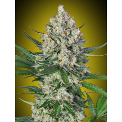Semillas Lemon OG feminizadas de 00 Seeds