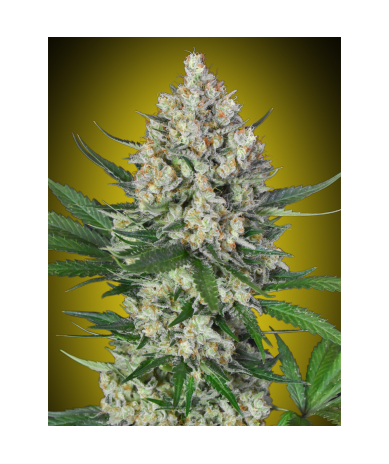 Semillas Lemon OG feminizadas de 00 Seeds