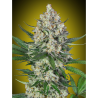 Semillas Lemon OG feminizadas de 00 Seeds
