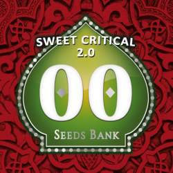 Semillas Sweet Critical 2.0 feminizadas de 00 Seeds
