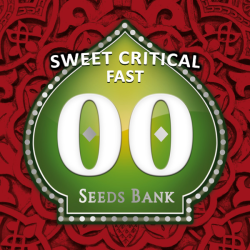 Semillas Sweet Critical Fast feminizadas de 00 Seeds