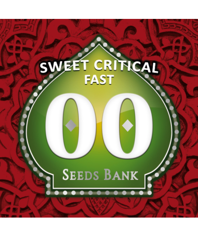 Semillas Sweet Critical Fast feminizadas de 00 Seeds