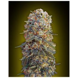 Semillas Sweet Critical feminizadas de 00 Seeds
