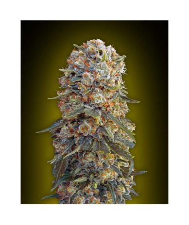 Semillas Sweet Critical feminizadas de 00 Seeds