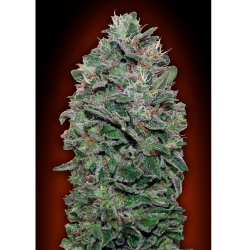 Semillas Sweet Soma feminizadas de 00 Seeds