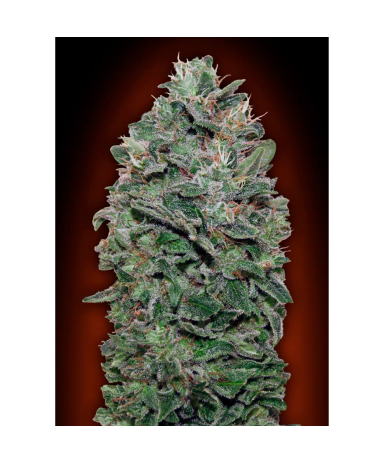 Semillas Sweet Soma feminizadas de 00 Seeds