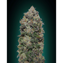 Semillas Northern Lights feminizadas de 00 Seeds